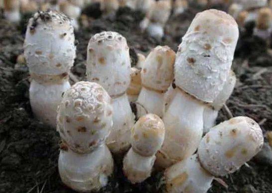 The technique of growing chicken-legged mushrooms