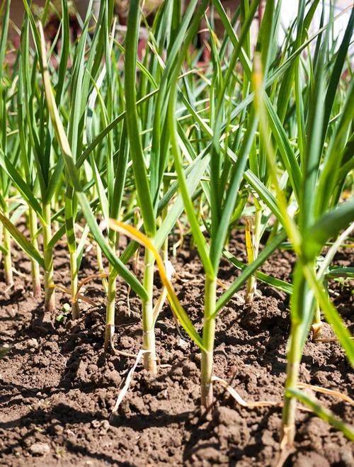 It's a video of the chinese garlic growing technology