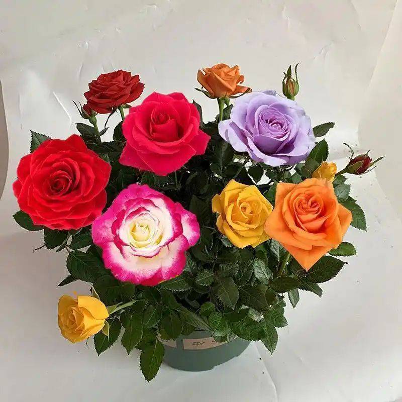 How to plant perfume roses