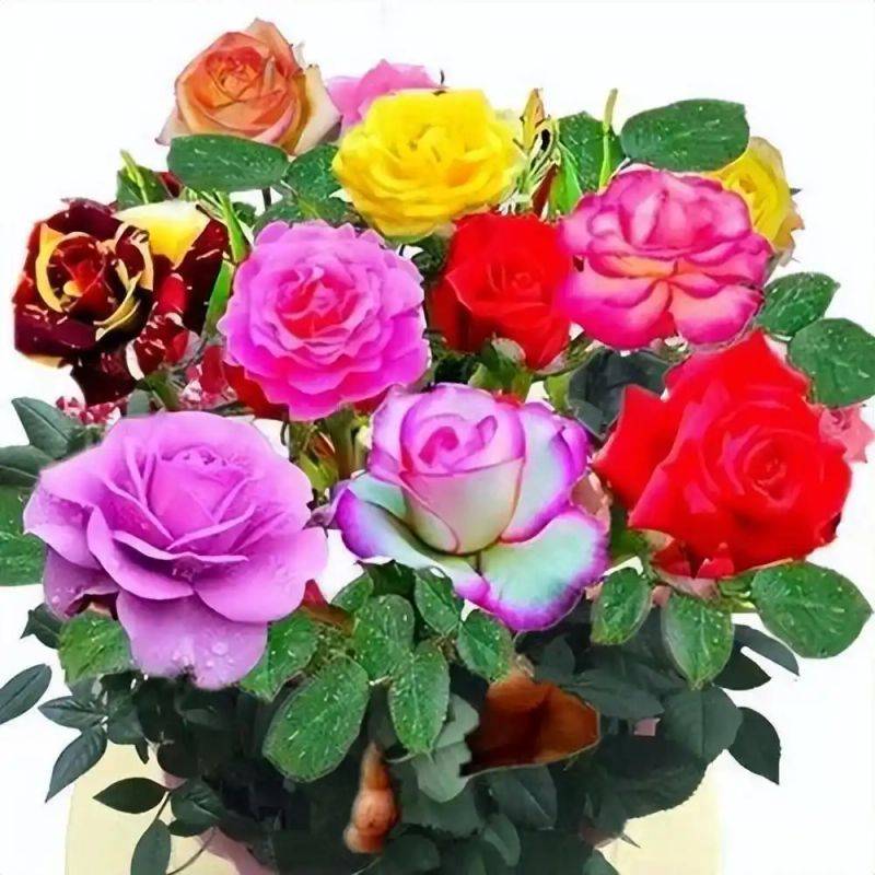 How to plant perfume roses