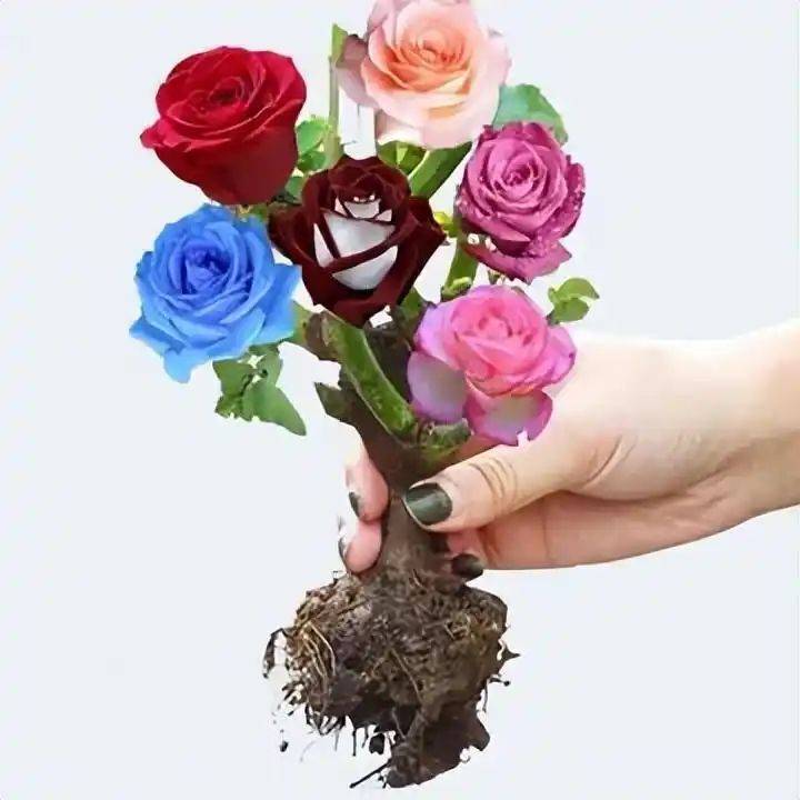 How to plant perfume roses