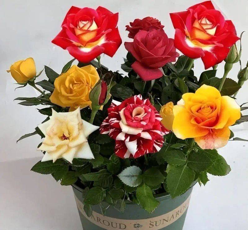 How to plant perfume roses