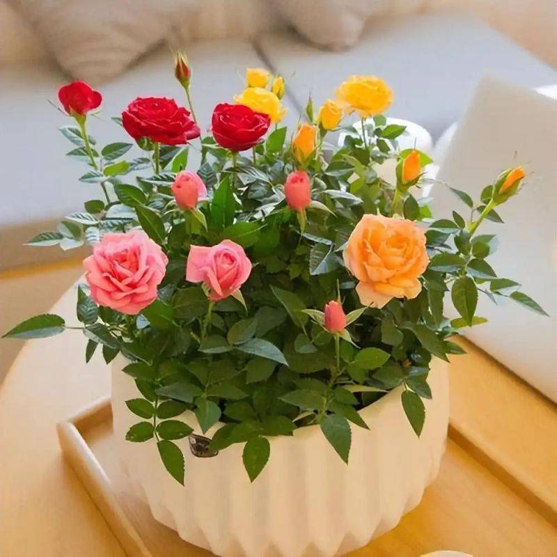 How to plant perfume roses