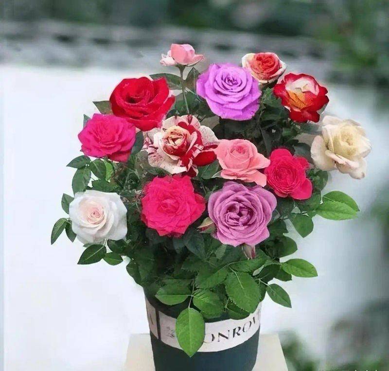 How to plant perfume roses