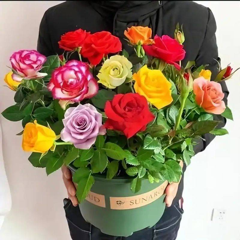 How to plant perfume roses