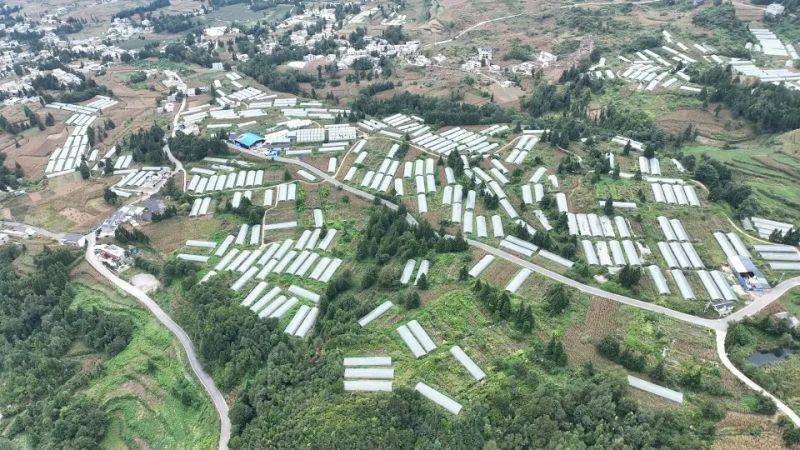 大方对江圣女果化身增收“金钥匙”