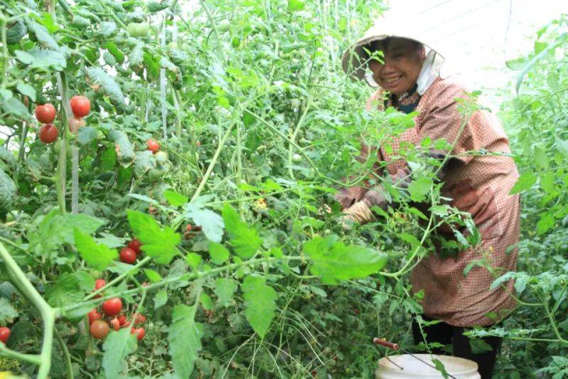 Cultivation of the fruit