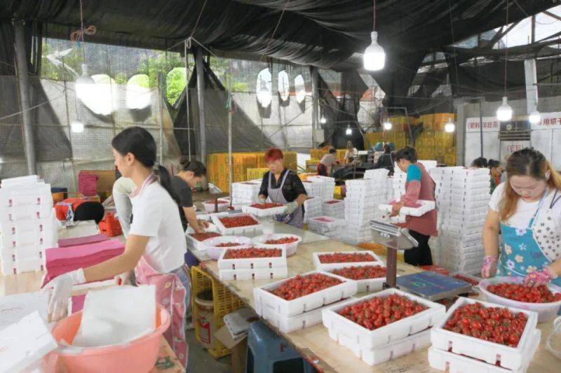 Cultivation of the fruit