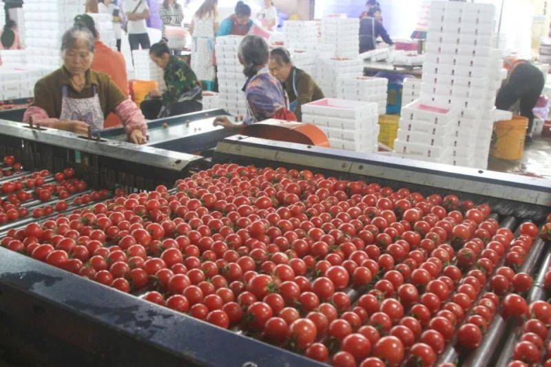 Cultivation of the fruit