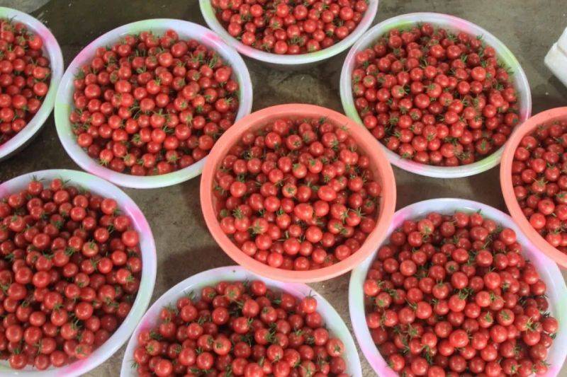 Cultivation of the fruit