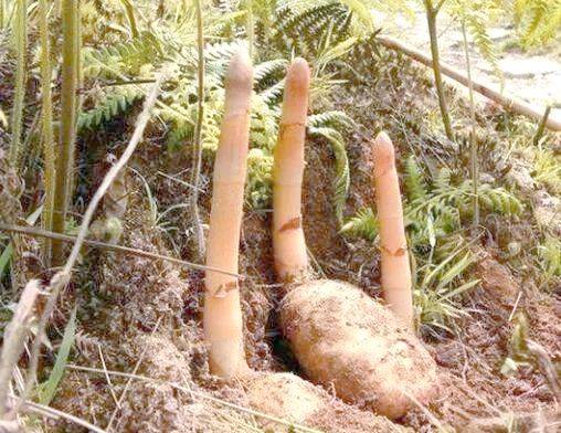 The method of growing tianima