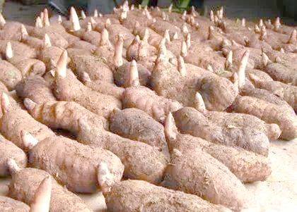 The method of growing tianima