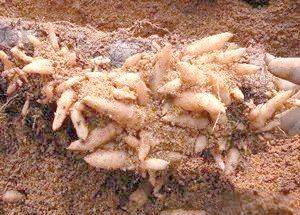 The method of growing tianima