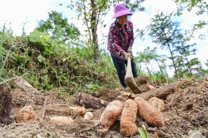 The method of growing tianima