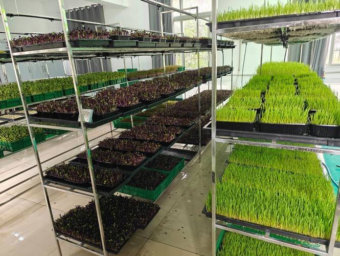 芽菜高产栽培技术