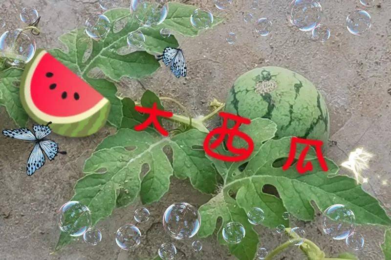 Video of the techniques used to plant watermelon in the country