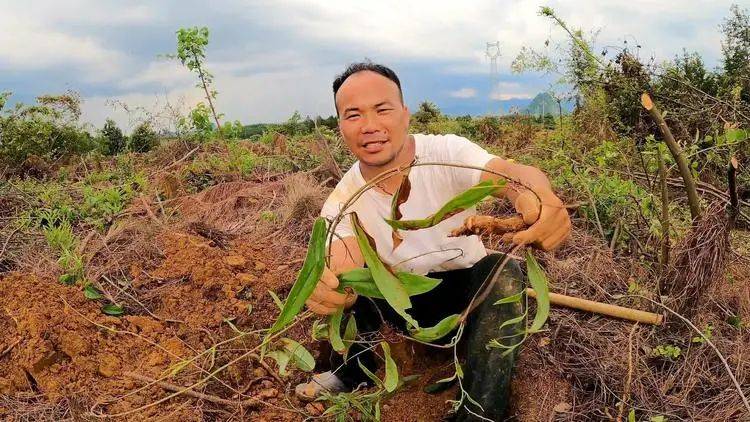 Technology for the cultivation of tungsten in guangxi