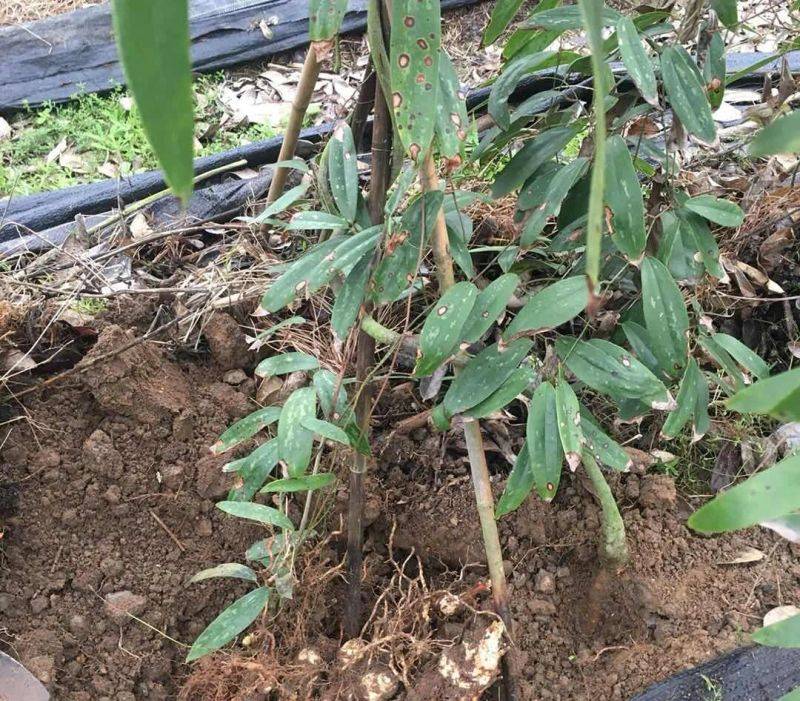 Technology for the cultivation of tungsten in guangxi