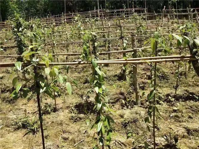 Technology for the cultivation of tungsten in guangxi