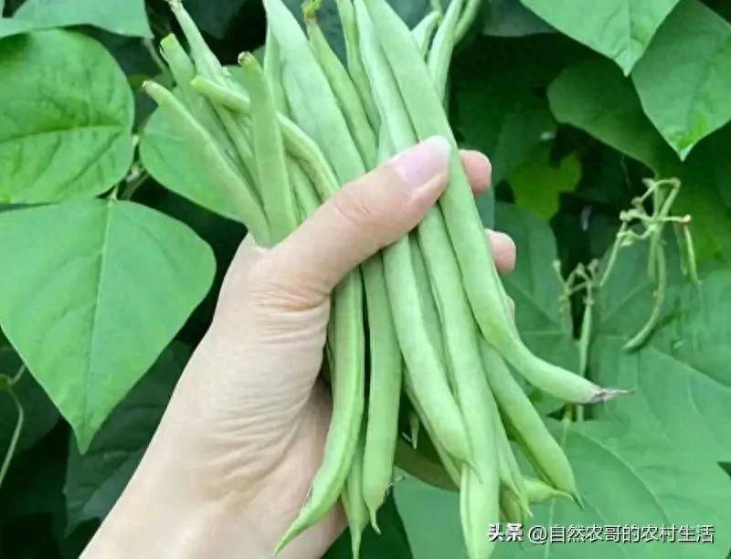 The method of planting four seasons of beans
