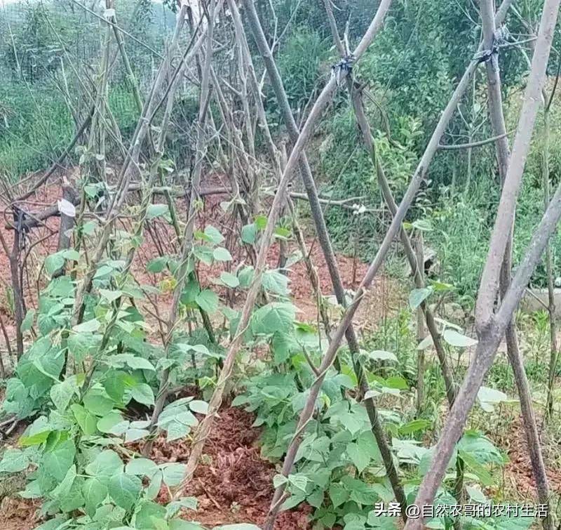 The method of planting four seasons of beans