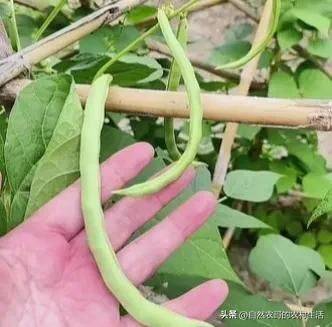 The method of planting four seasons of beans