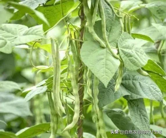 The method of planting four seasons of beans