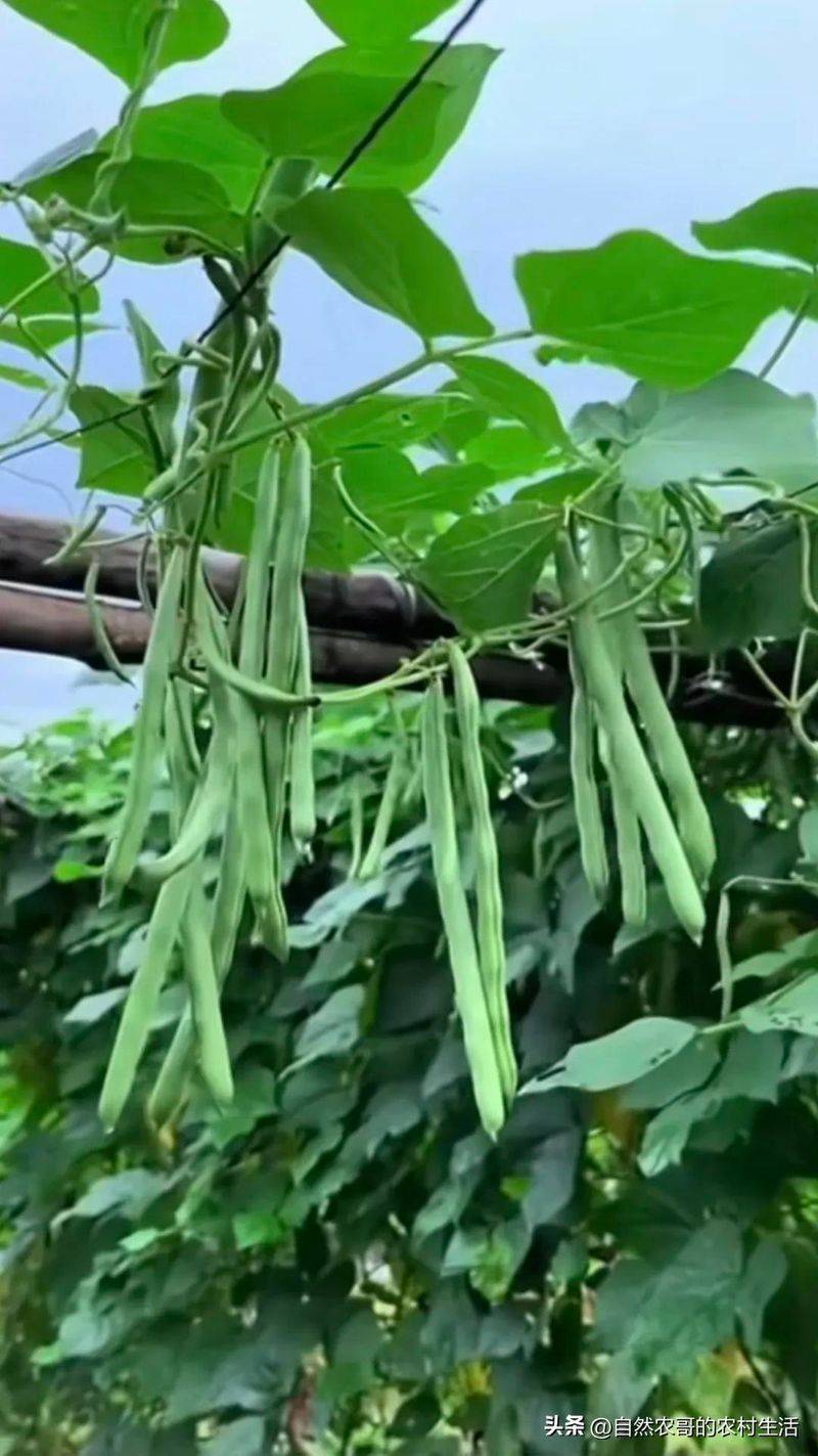 The method of planting four seasons of beans