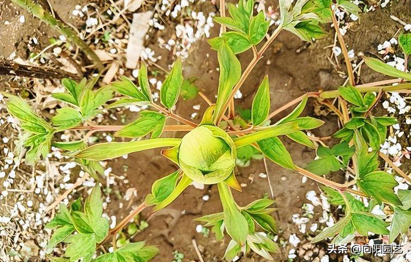 Methods and timing of pharmacological cultivation