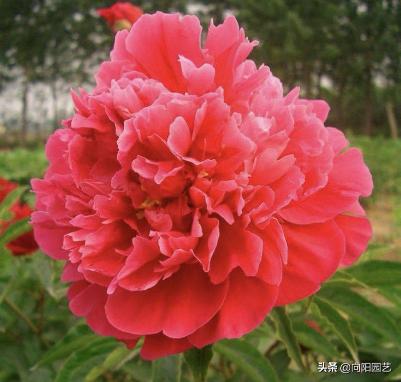 Methods and timing of pharmacological cultivation