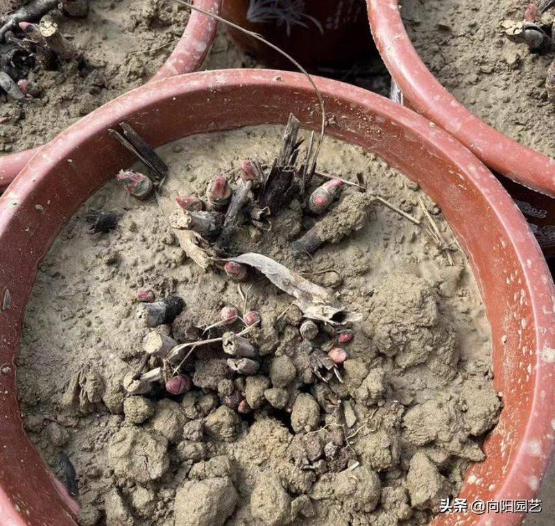 Methods and timing of pharmacological cultivation