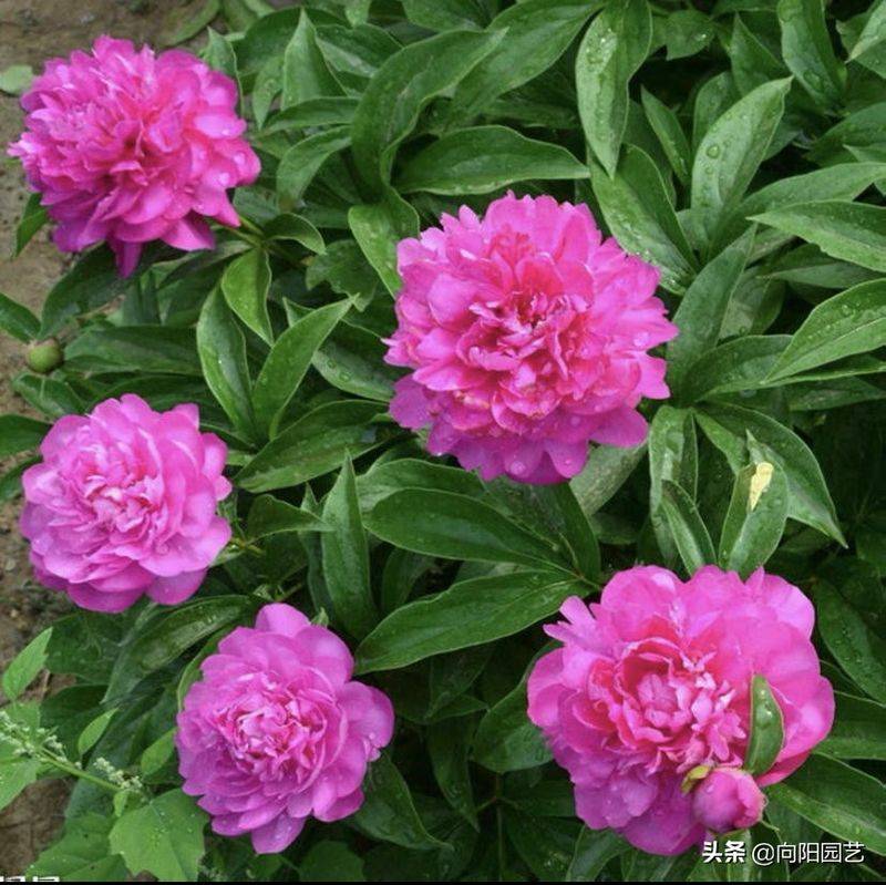 Methods and timing of pharmacological cultivation