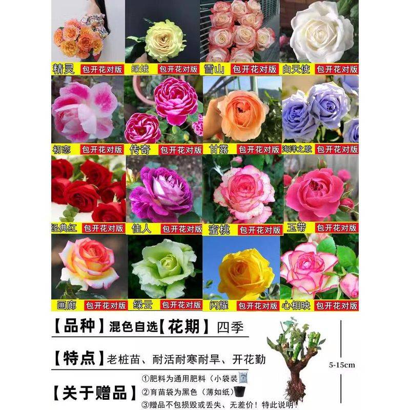 How to plant perfume roses