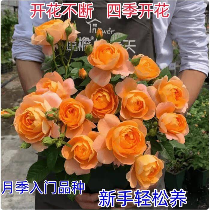 How to plant perfume roses