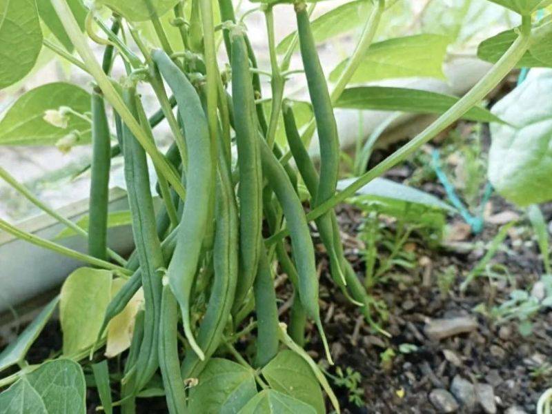 The method of planting four seasons of beans