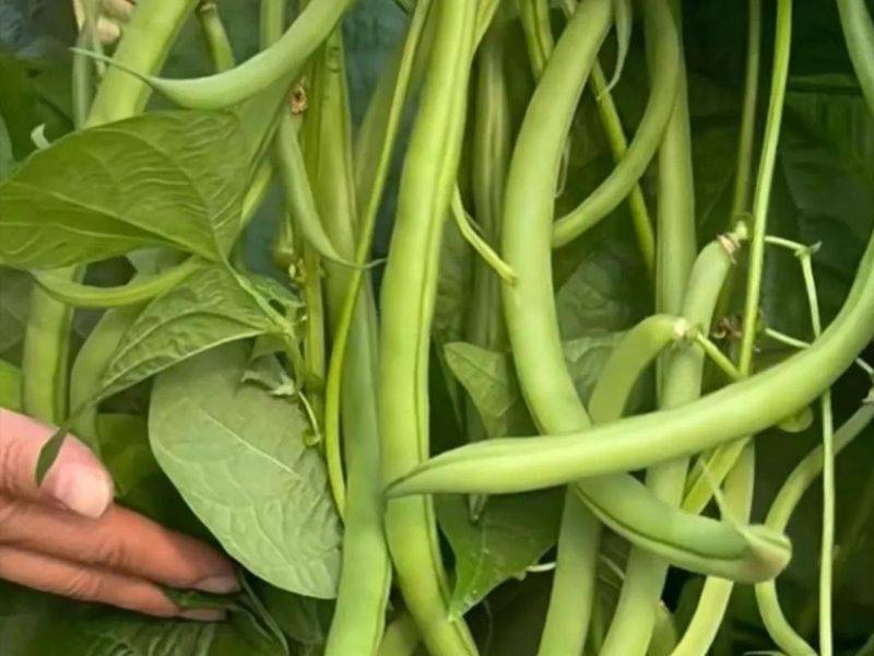 The method of planting four seasons of beans