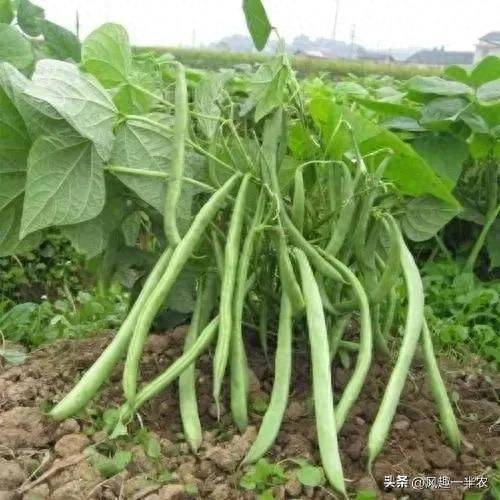 The method of planting four seasons of beans