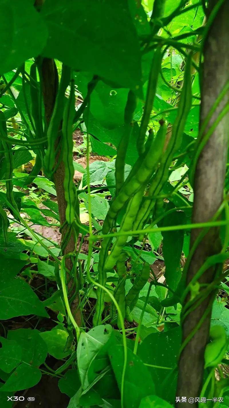 The method of planting four seasons of beans