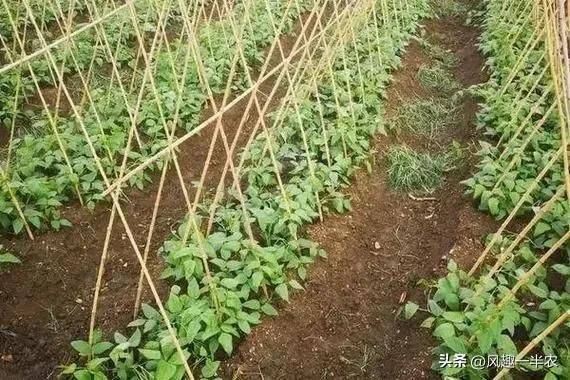 The method of planting four seasons of beans