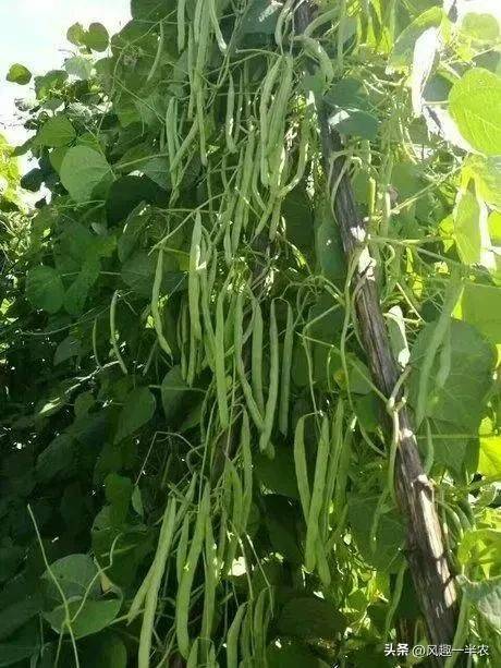The method of planting four seasons of beans