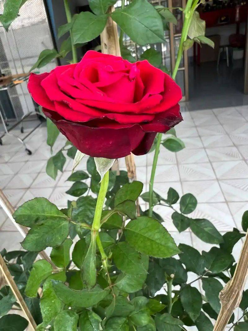 How to plant perfume roses