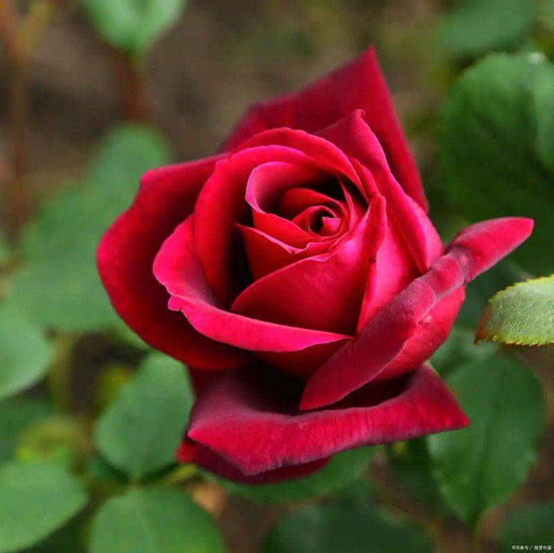 How to plant perfume roses