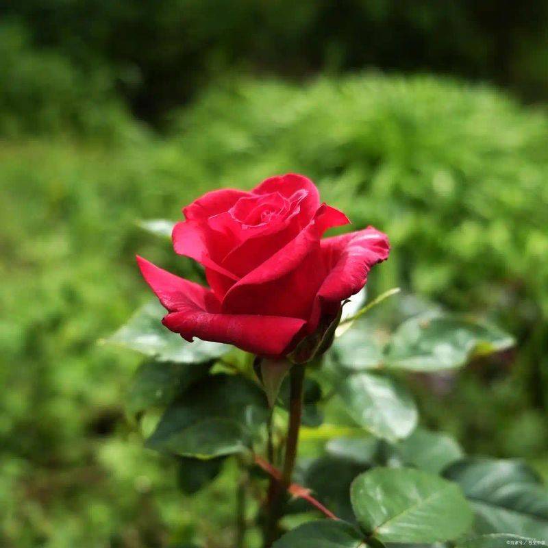 How to plant perfume roses
