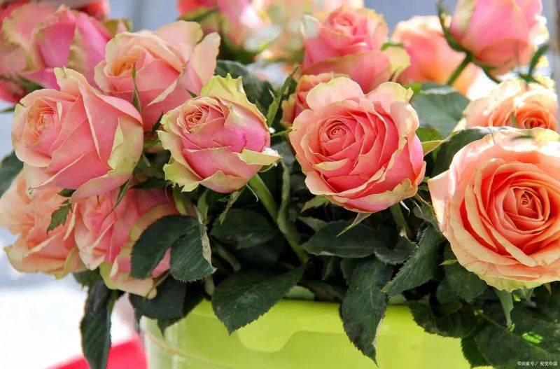 How to plant perfume roses