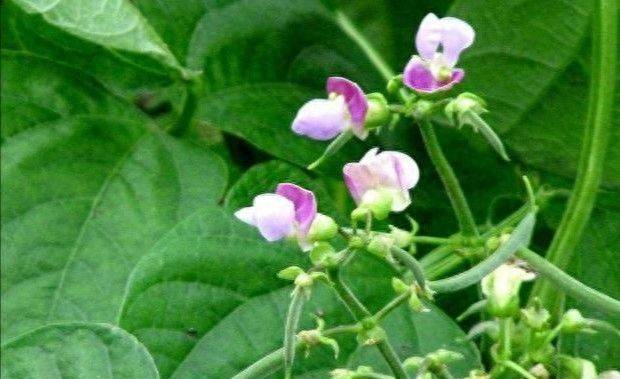 The method of planting four seasons of beans