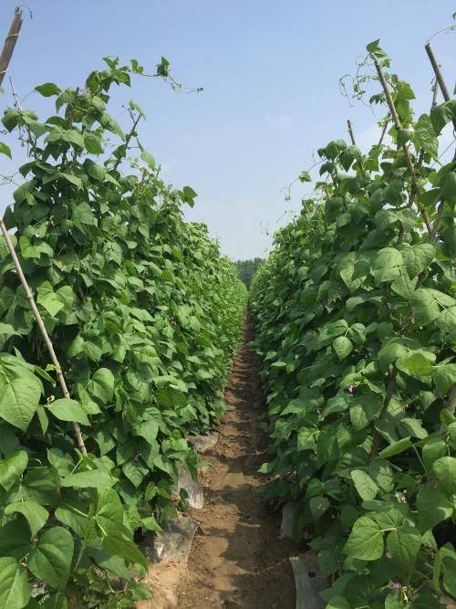 The method of planting four seasons of beans