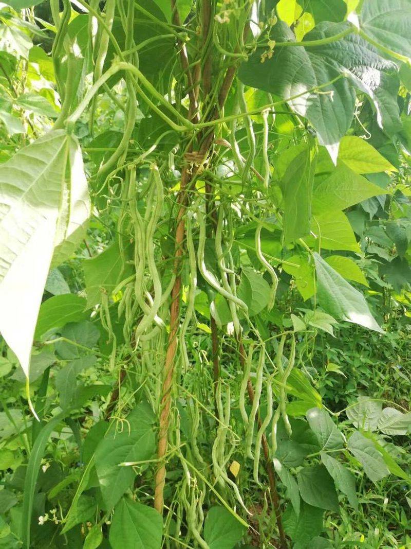 The method of planting four seasons of beans