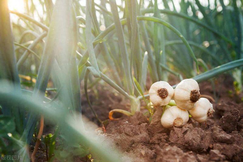 Northeast spring garlic growing technology