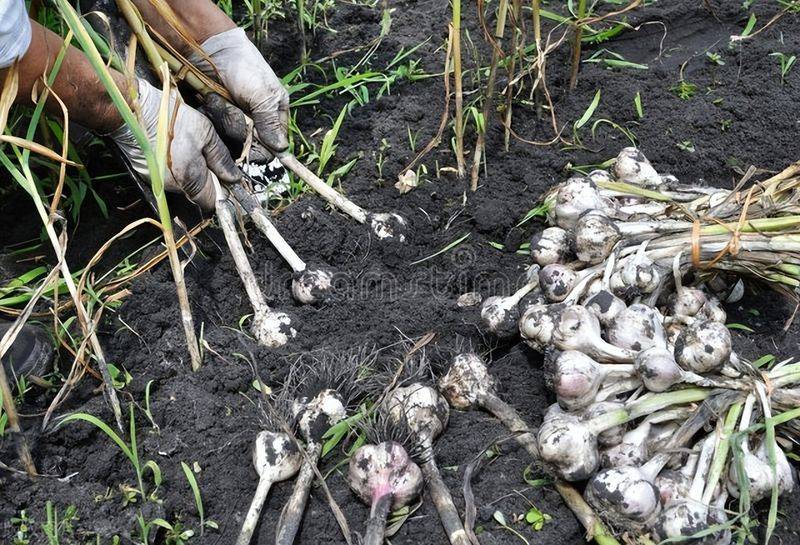 Northeast spring garlic growing technology