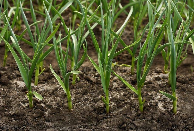 Northeast spring garlic growing technology